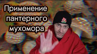 Области применения пантерного мухомора. Профанации 