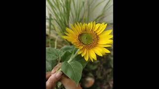 Sunflower rozmarra ki ruhaniyat ramyaponders