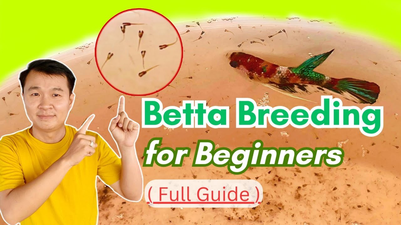 របៀបបង្កាត់ត្រីក្រឹមសម្រាប់បងប្អូនទើបចាប់ផ្ដើម / Breeding Betta Guide 101