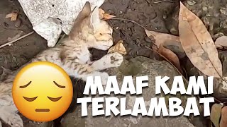 BERTEMU DENGAN 4 ANAK KUCING KELAPARAN TAPI... | CAT LOVERS INDONESA SI CIMENG