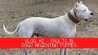 FAULTS IN DOGO ARGENTINO PUPPIES (Vlog #12) by Dogo Argentino USA 1,965 views 2 years ago 14 minutes, 4 seconds