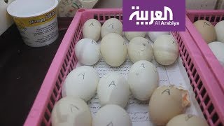 #صباح_العربية: تناول قشر البيض لعظام قوية