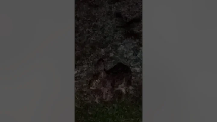 Night Video Rabbit by our steps