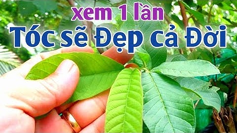 Không còn sợ Gãy tóc, rụng tóc, tóc chẻ ngọn, cháy tóc, khi sử dụng bài thuốc này. PHAN HẢI Channel