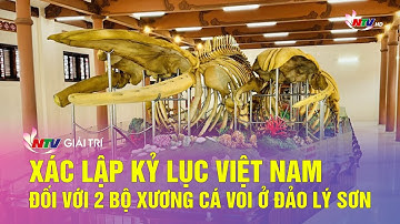 Xác lập kỷ lục Việt Nam đối với 2 bộ xương cá voi ở đảo Lý Sơn