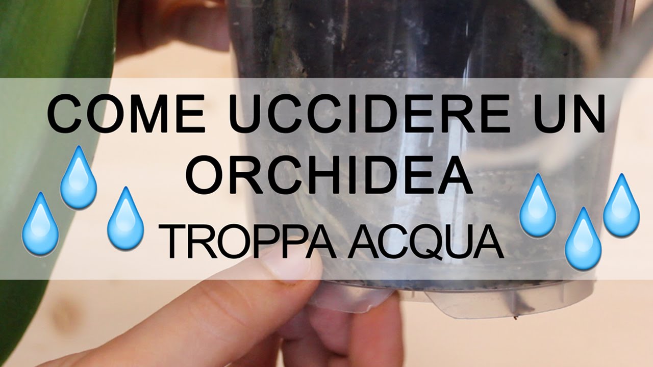 Come uccidere un'Orchidea - troppa acqua
