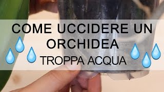 Come uccidere un'Orchidea - troppa acqua