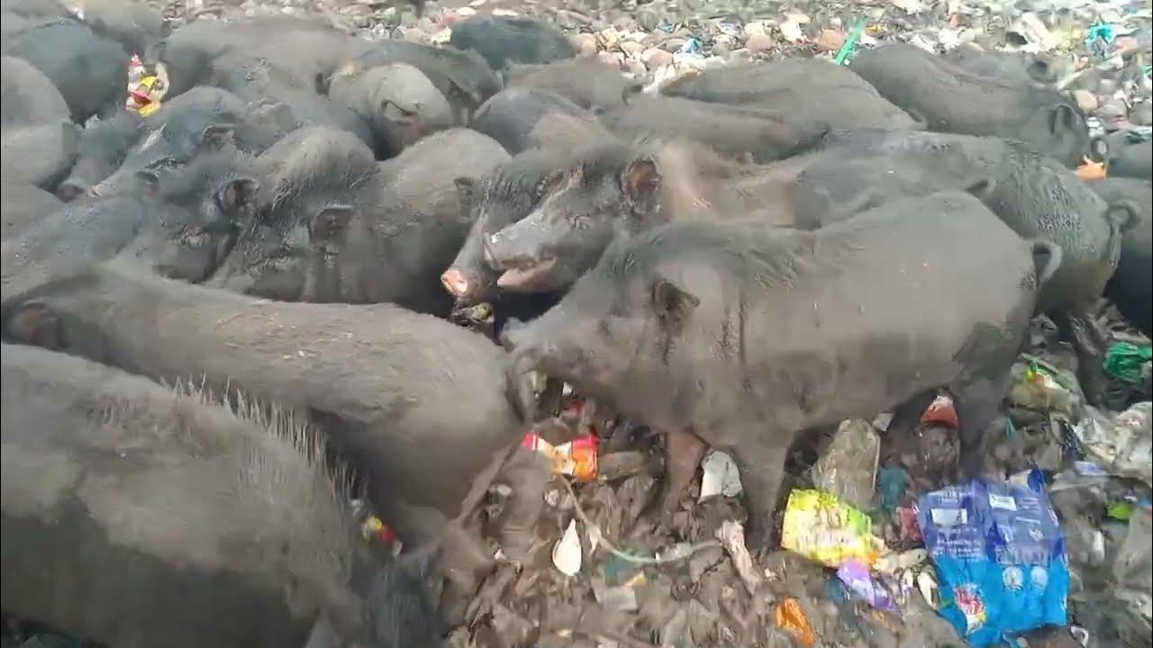 sound of pigs,pig wild animal,pigs are eating food in farm full videos