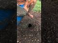 Land Crab Hunting Secret Mud Trick To Lure Catch Crabs Ancient Technique For A Big Harvest 