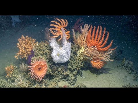Wideo: Podwodne skały oceanów