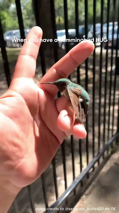 So jealous he got a hummingbird hug!