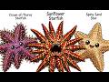 Explained: 10 Most Dangerous Starfish in the Ocean