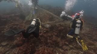 Famous Group of divers removing ghost nets Wealth
