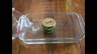 Leaf Chromatography | STEAM Experiment