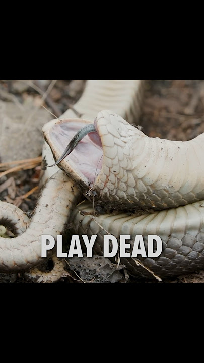 A snake that dies even with a slight touch