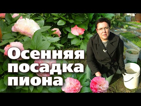 ИНСТРУКЦИЯ ПО ПОСАДКЕ  ПИОНА ОСЕНЬЮ ОТ А ДО Я