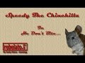 The bitey chinchilla