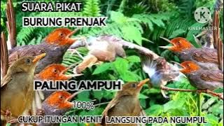 Suara Pikat Burung Prenjak Ribut Paling Ampuh 2023