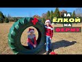 США В поисках свежей ёлки в Южной Каролине / Рождественская ферма в Америке, куда нас привел Гугл