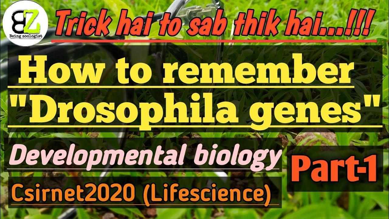 Developmental Biology|how to remember drosophila genes|Csirnet2021 ...