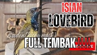 SOGOK ONTONG FULL TEMBAK LOVEBIRD