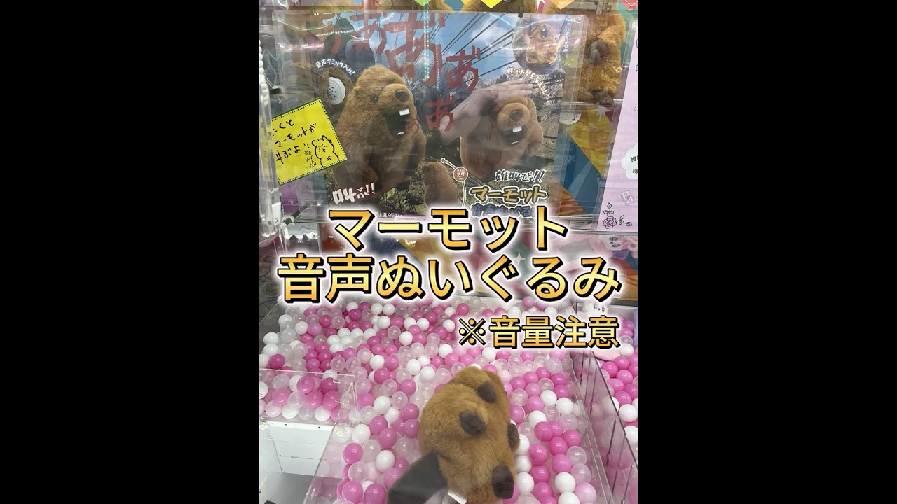 マーモット音声ぬいぐるみ【クレーンゲーム】 - YouTube