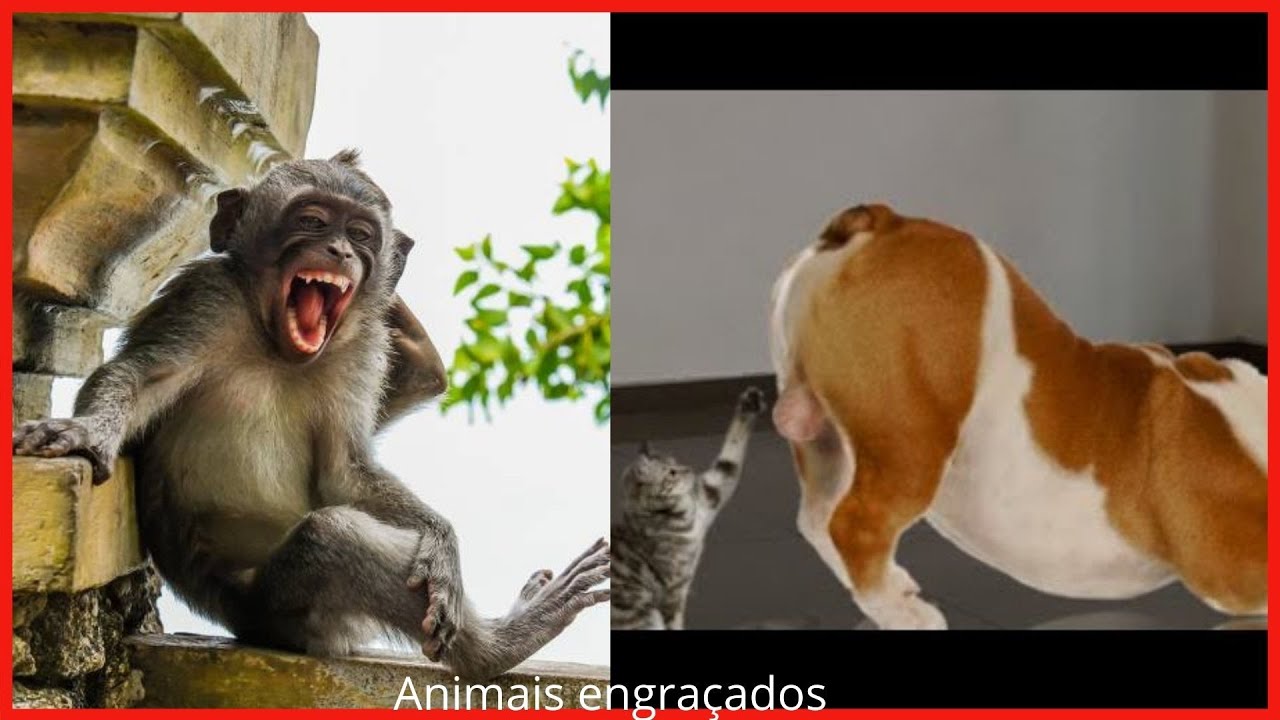 VIDEOS ENGRA ADOS TENTE N O RIR ANIMAIS ENGRA ADOS VIDEOS DE RISA videos-engra-ados-tente-n-o-rir-animais-engra-ados-videos-de-risa