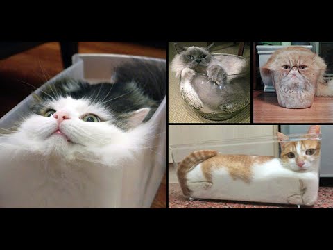 Cats are Liquid Funny and Liquid Cats - You will laugh a lot - 