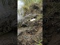 Mother Crocodile Guards Her Nest for Weeks Until This Happens 🐊 #wildlife