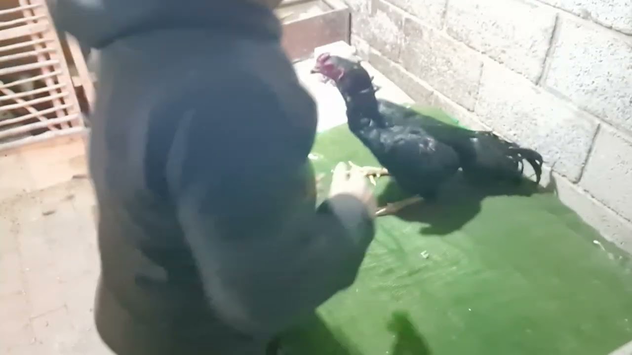 Xoroz toplash oyinga tayorlash