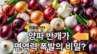 세모사(세상의 모든 음식), 양파에 대해 알아봐요. 양파의 역사, 효능, 장단점, 어떻게 먹을까요?