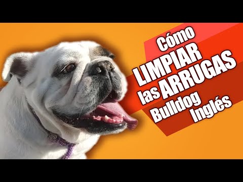 Video: Cómo tratar la arruga infectada de un bulldog