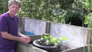 How to grow courgettes