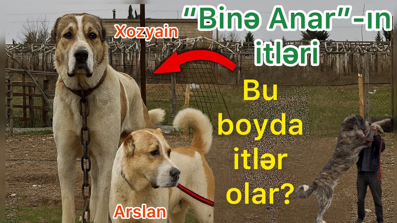 “Belə İT OLAR?! Binə Anarın nəhəng itləri ilk dəfə bu qədər yaxından!”