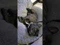 LUNCH TIME! Lazy Frenchie munching