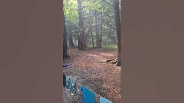 If a tree falls in the forest does it make a noise?