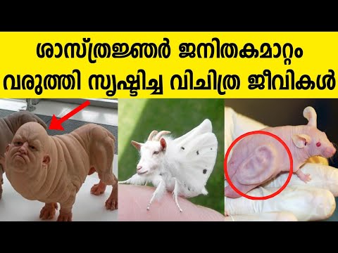 ശാസ്ത്രജ്ഞർ സൃഷ്ടിച്ച വിജിത്ര ജീവികൾ | The Creatures created by scientists |#MYSTICWORLDMALAYALAM