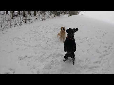 Video: Slepý Zlatý Retriever A Nepravdepodobný Bond Skittish Mutt