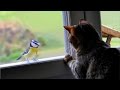 Weird cats making terrifying sounds while talking to birds - Funny cat compilation