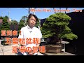 夏到来 ! 五葉松の管理 [盆栽・初心者]