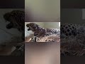 Леопард Ева капризничает и кокетничает, Танзания/Leopard Eva is naughty and flirty, Tanzania