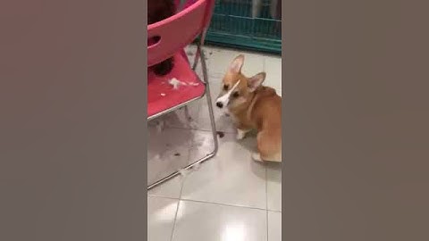 Cắt tỉa mông trái tim cho bé Corgi mông to tại Pet Nha Trang #shorts #tiktok