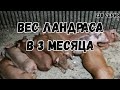 Вес ландраса в 3 месяца /Вес пьетрена в 2месяца и 3 недели