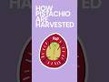 How Pistachios are Harvested #foodfacts