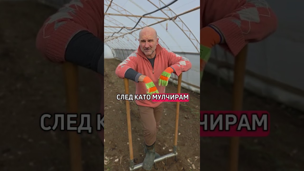 Преди да засадим домат