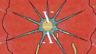 Lane 8 & Robby East - Penguin Parade