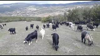 TOKAT'TA KEÇİLER MERADA OTLUYOR.