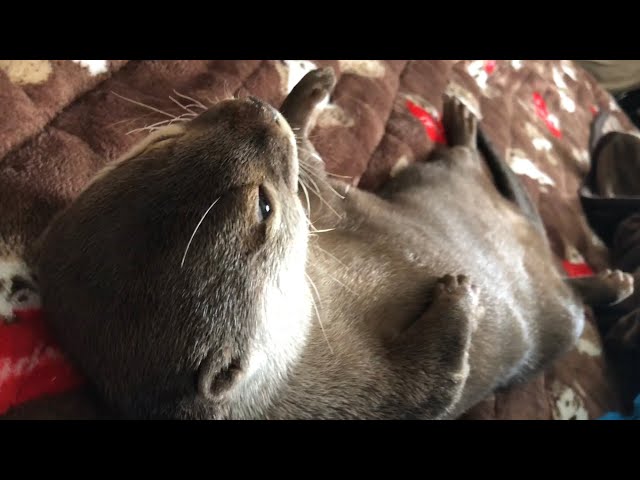 カワウソさくら 布団を敷いたらちゃんと布団で寝てた偉いカワウソ Otter sleeping on futon