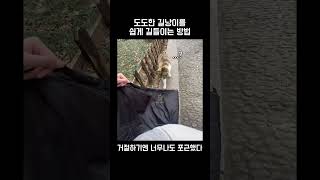 길냥이 쉽게 길들이는 방법