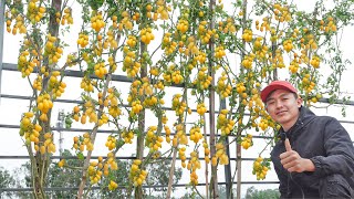 This Yellow Pear Tomato variety is Super Fruitful, Super Tasty and Easy to Grow